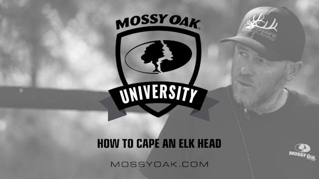 How to Cape an Elk Head