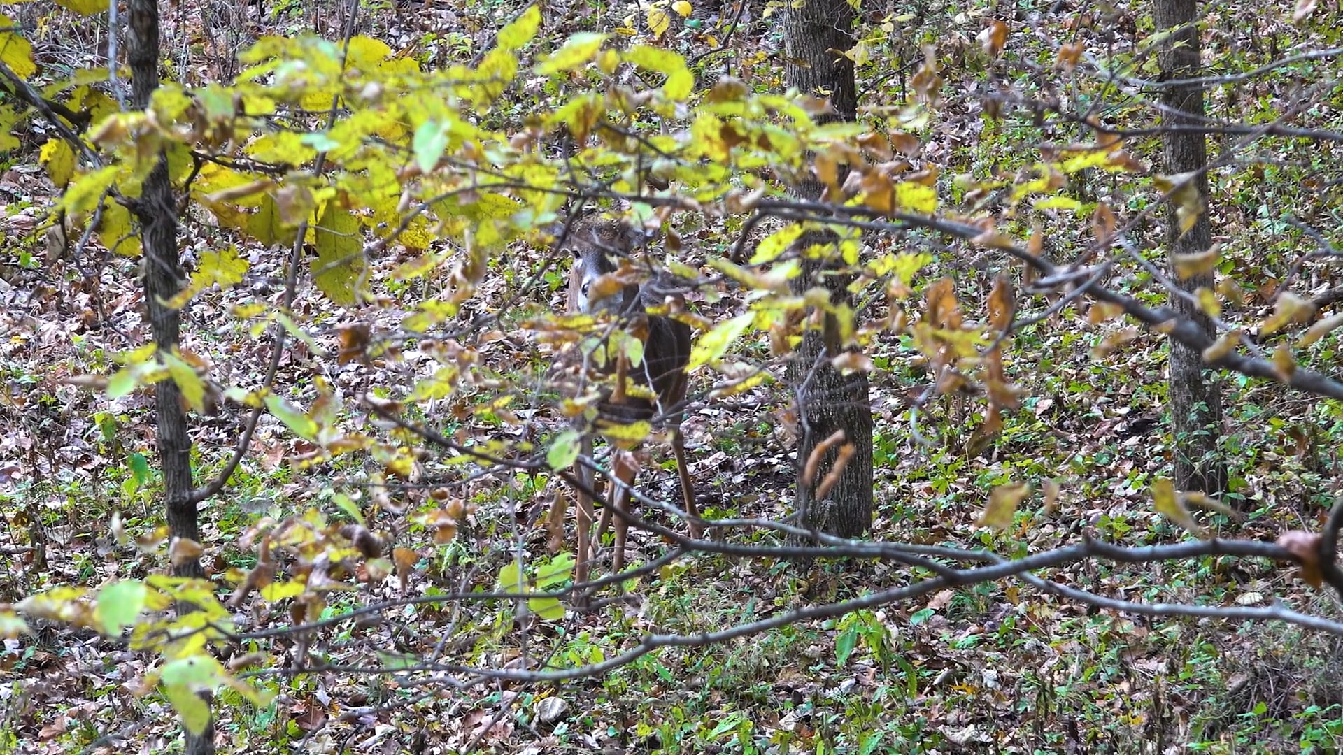 Side Kick • Tim Wells