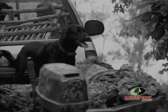 Lawyers Don’t Hunt • Elk Hunting in Idaho