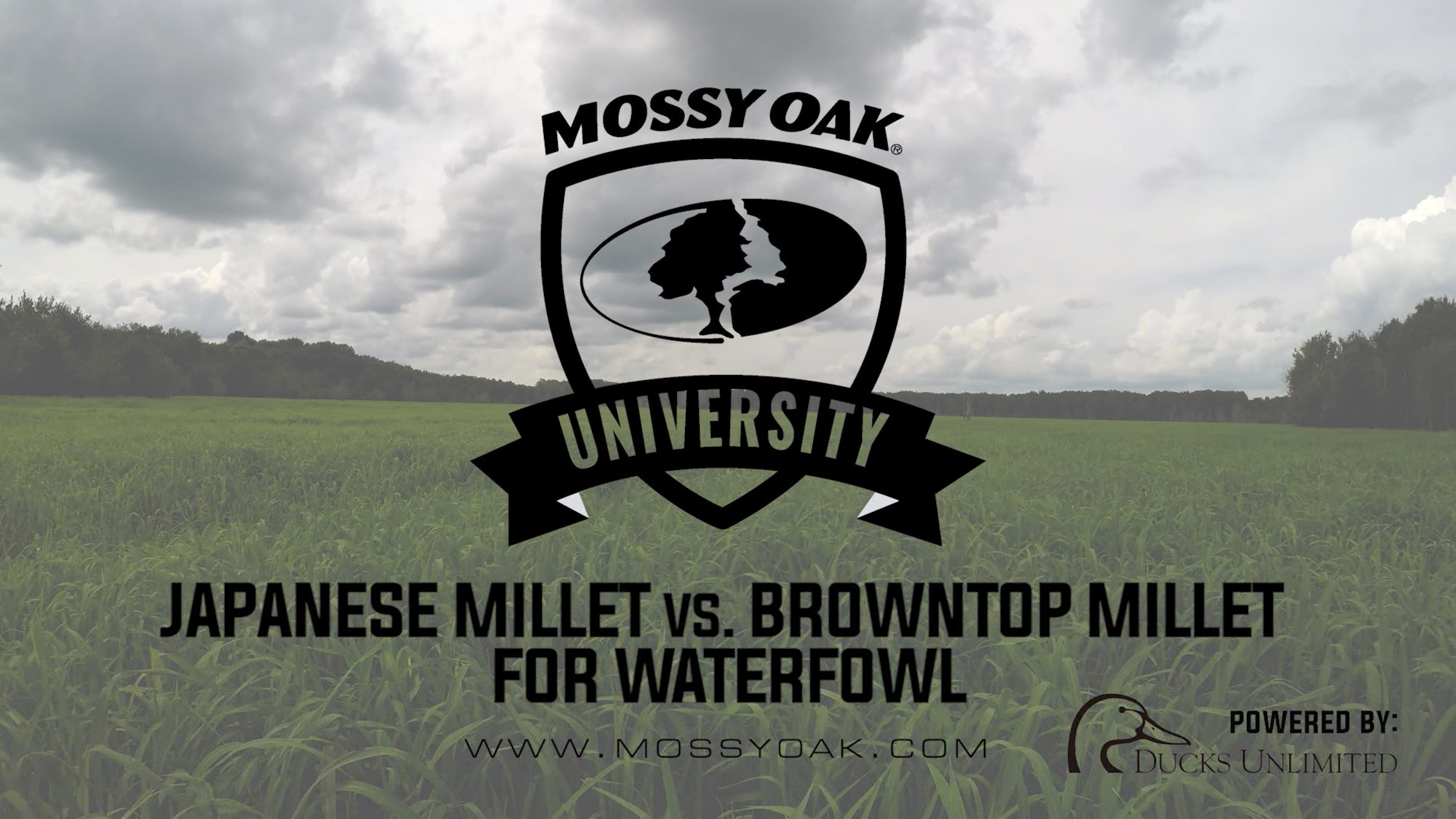 Planting Japanese Millet vs. Browntop Millet | Waterfowl Management