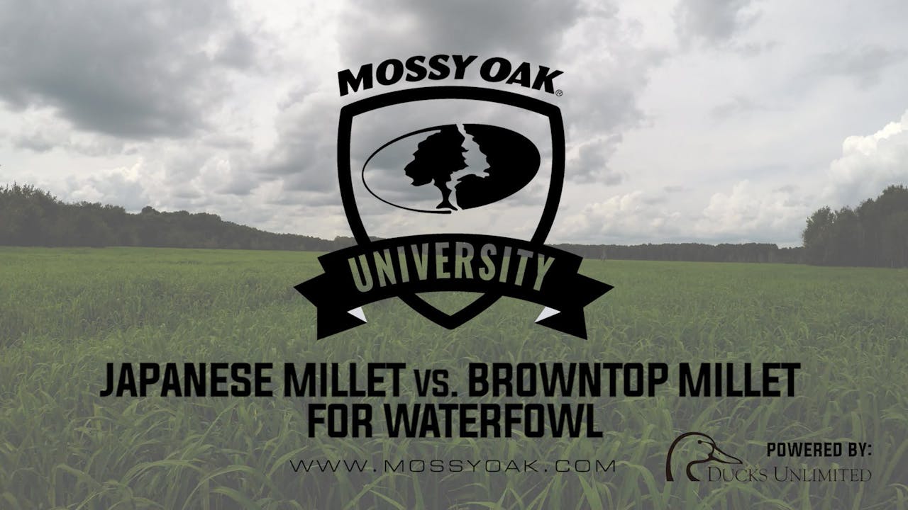 Planting Japanese Millet vs. Browntop Millet Waterfowl Management