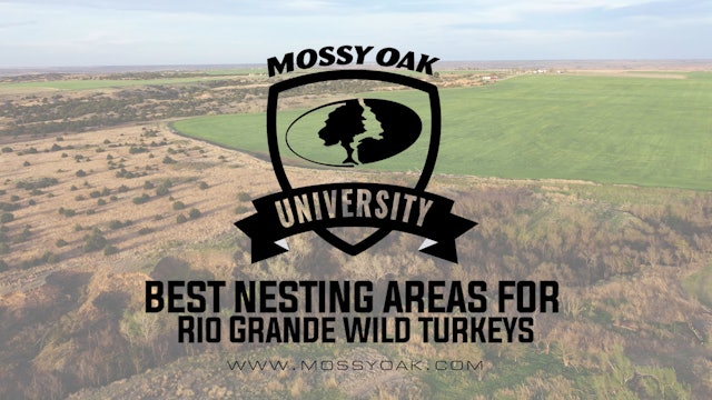 Best Nesting Areas For Rio Grande Wild Turkeys