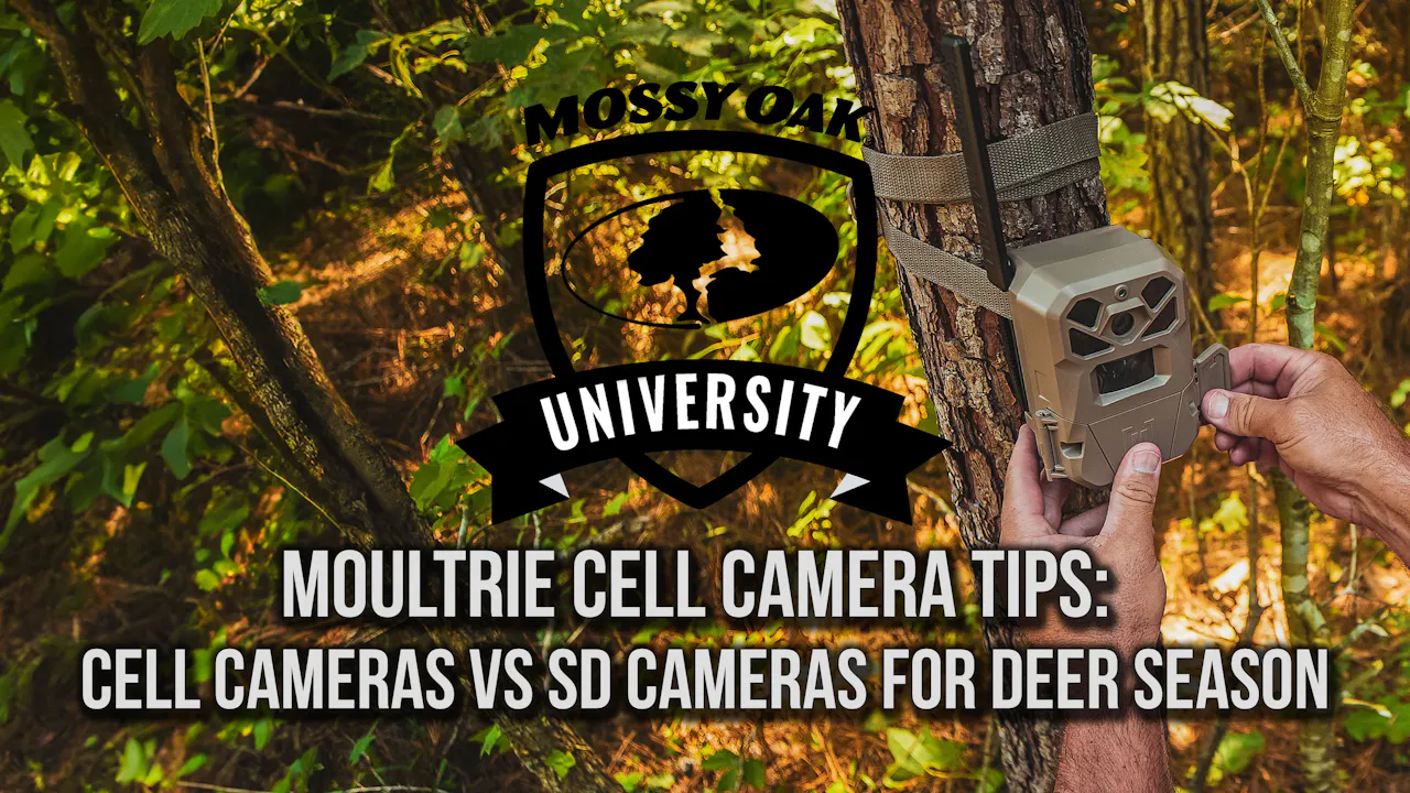 Moultrie Trail Camera Tips: Cell Cameras vs SD Cameras for Deer Season ...