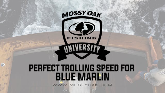 Perfect Trolling Speed for Blue Marli...