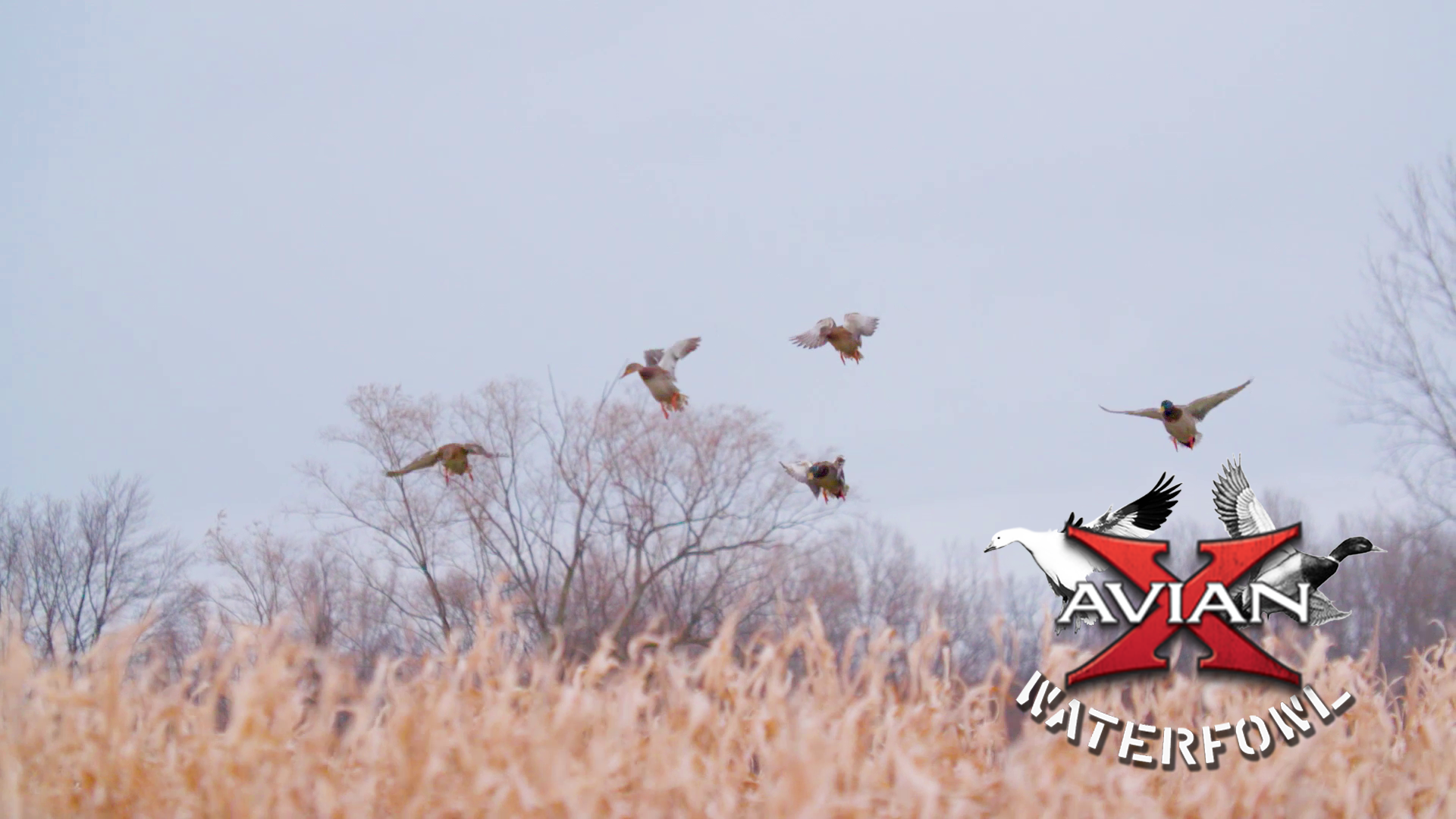 Home • Avian X Waterfowl