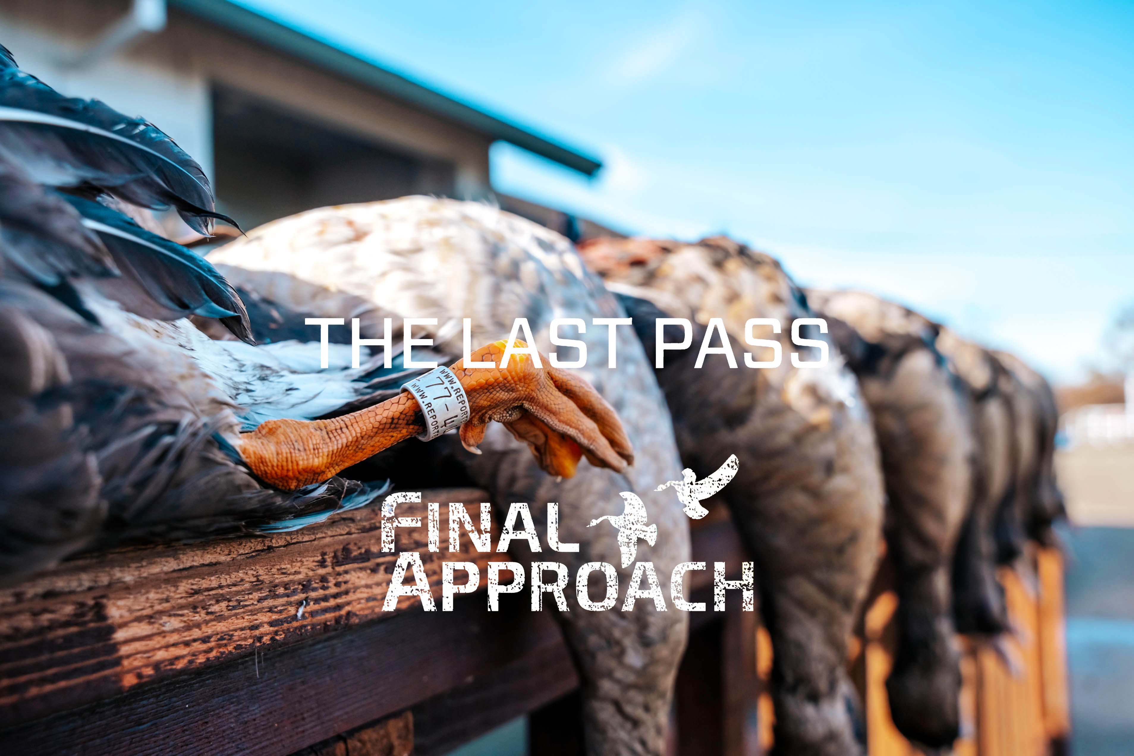 Last Pass Episode 4 • Banded Speck On A Private Island