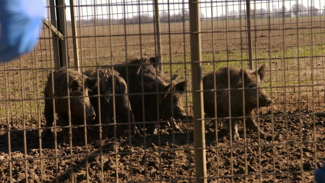 Man vs. Wild Hogs • Wild Hog Research Project and Hog Hunting