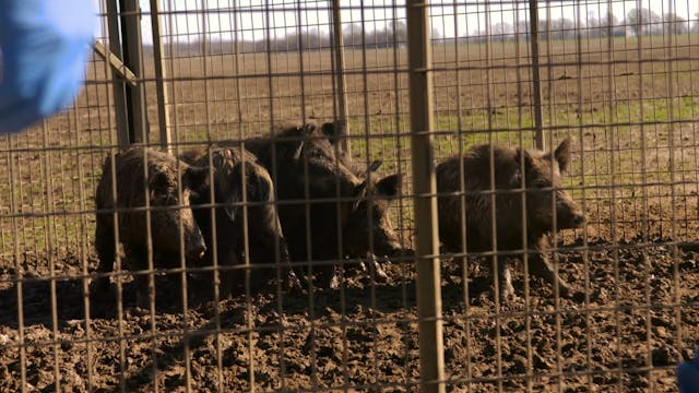 Man vs. Wild Hogs • Wild Hog Research...