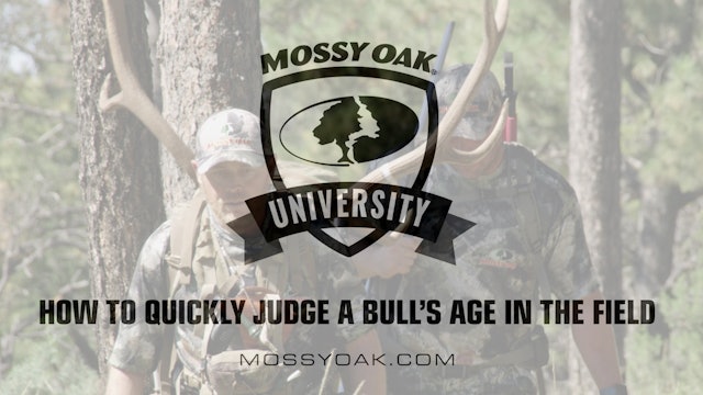 How to Quickly Judge a Bull's Age • Mossy Oak University