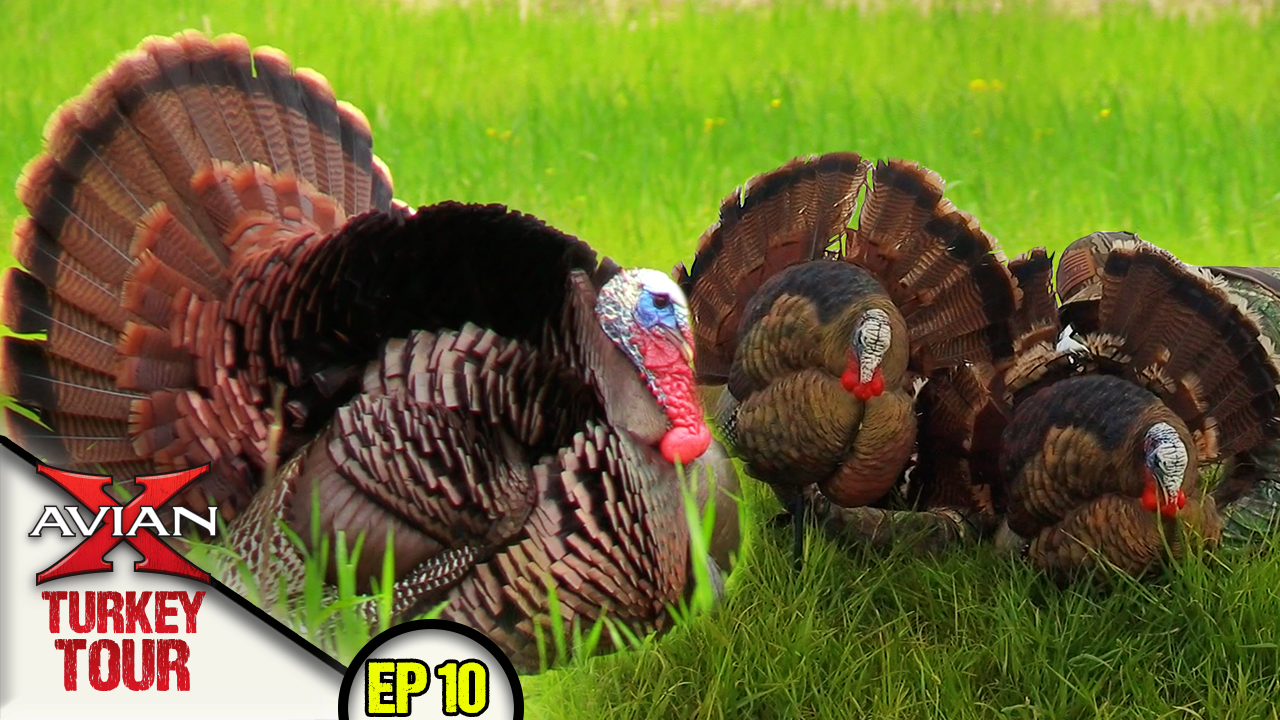 FOUR Gobblers Bite The Dust • Avian X Turkey Tour