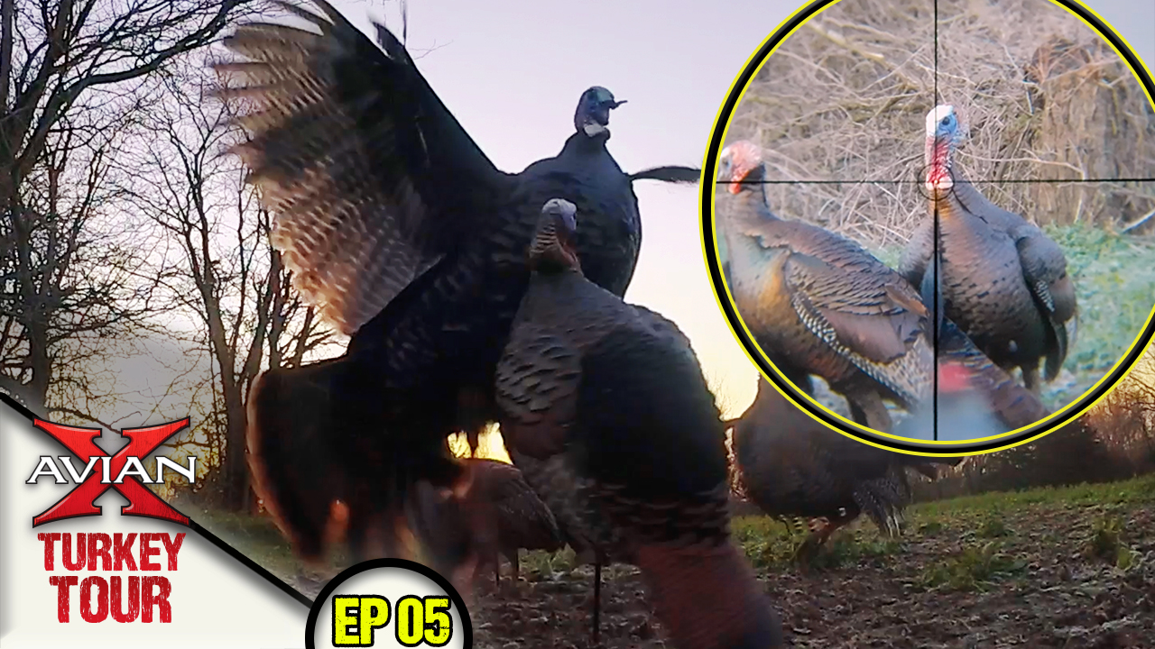 In Your Face P.O.V! 2 Huge Gobblers DEMOLISH Avian! • Avian X Turkey Tour