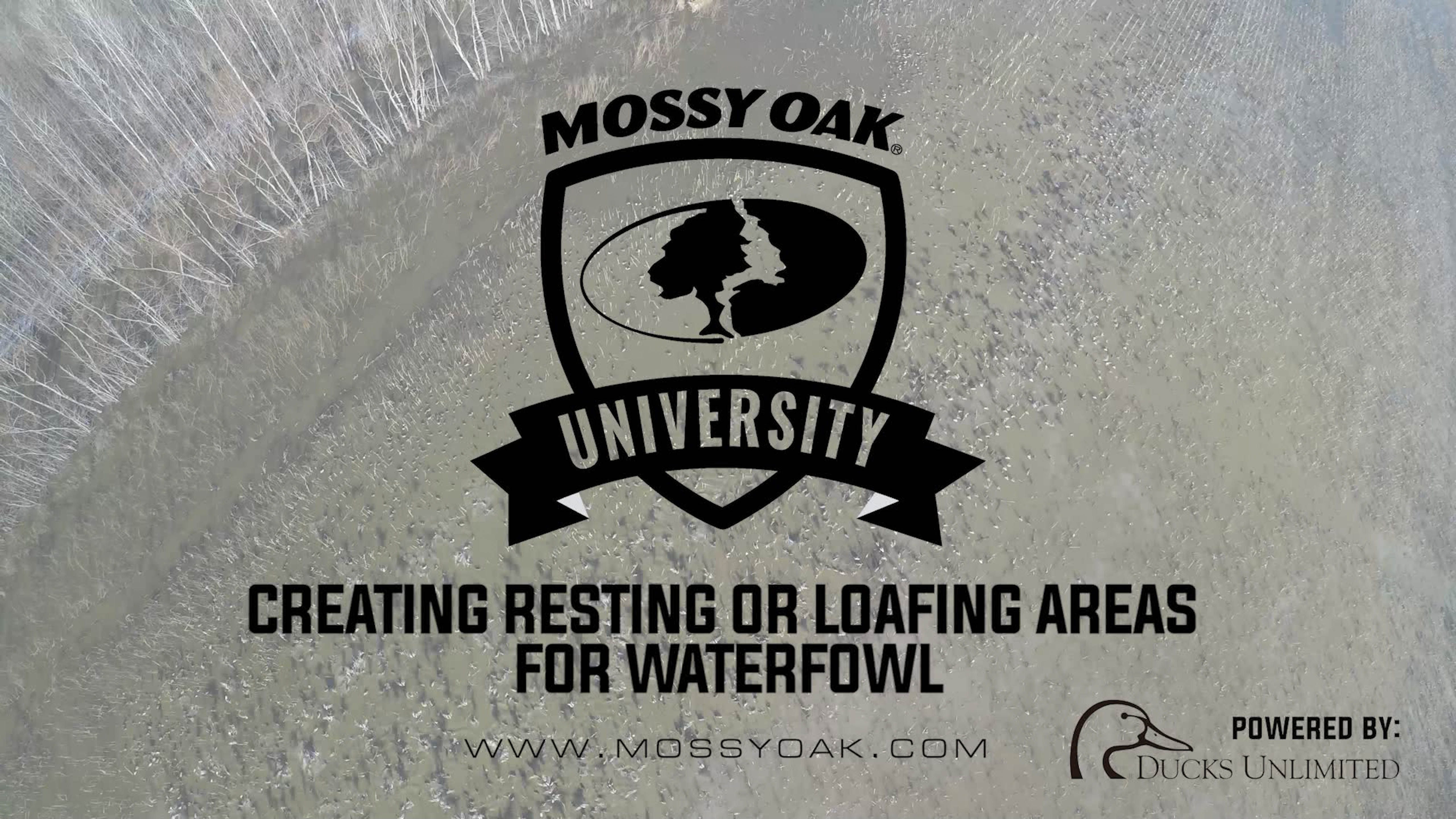 Building Resting or Loafing Areas for Ducks