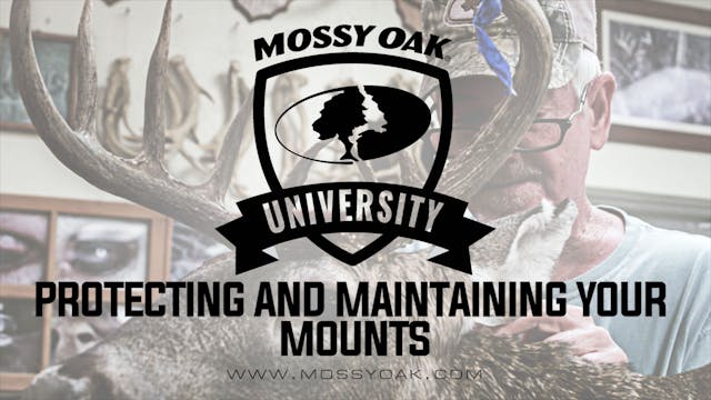 Protecting and Maintaining Your Mounts