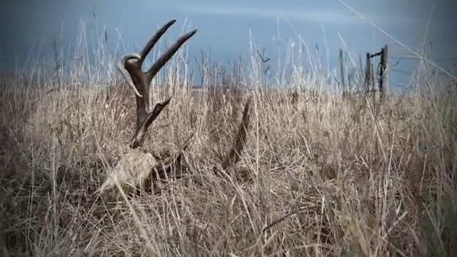 Next of Kin • Archery Whitetails in T...
