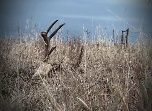 Next of Kin • Archery Whitetails in Texas