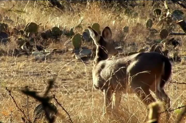 The Maine-iac • Whitetail Bucks in Texas