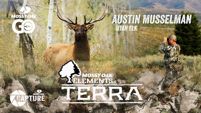 Austin Musselman Utah Elk • Terra