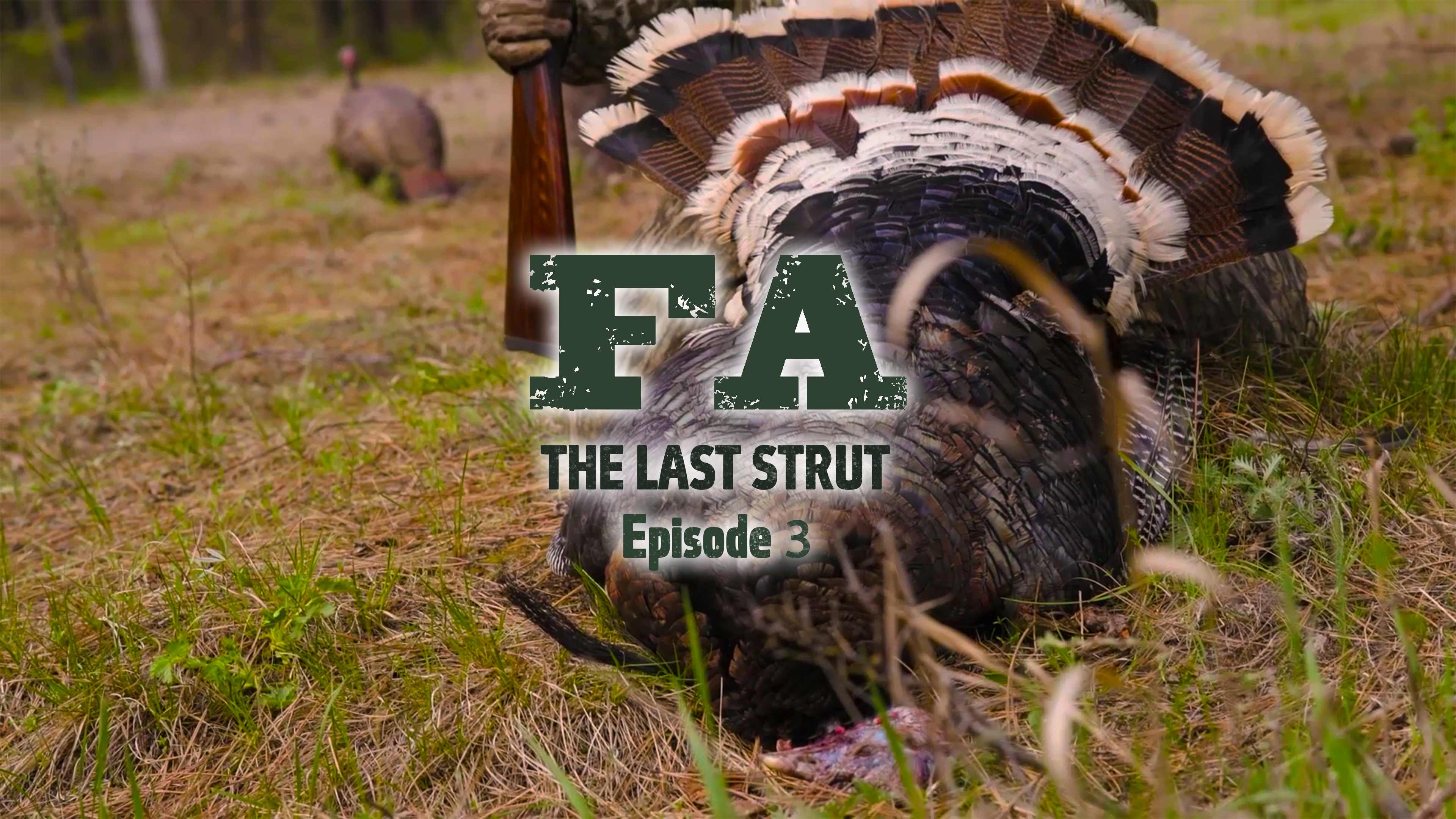 The Last Strut Episode 3 • Strutters In The Gulley