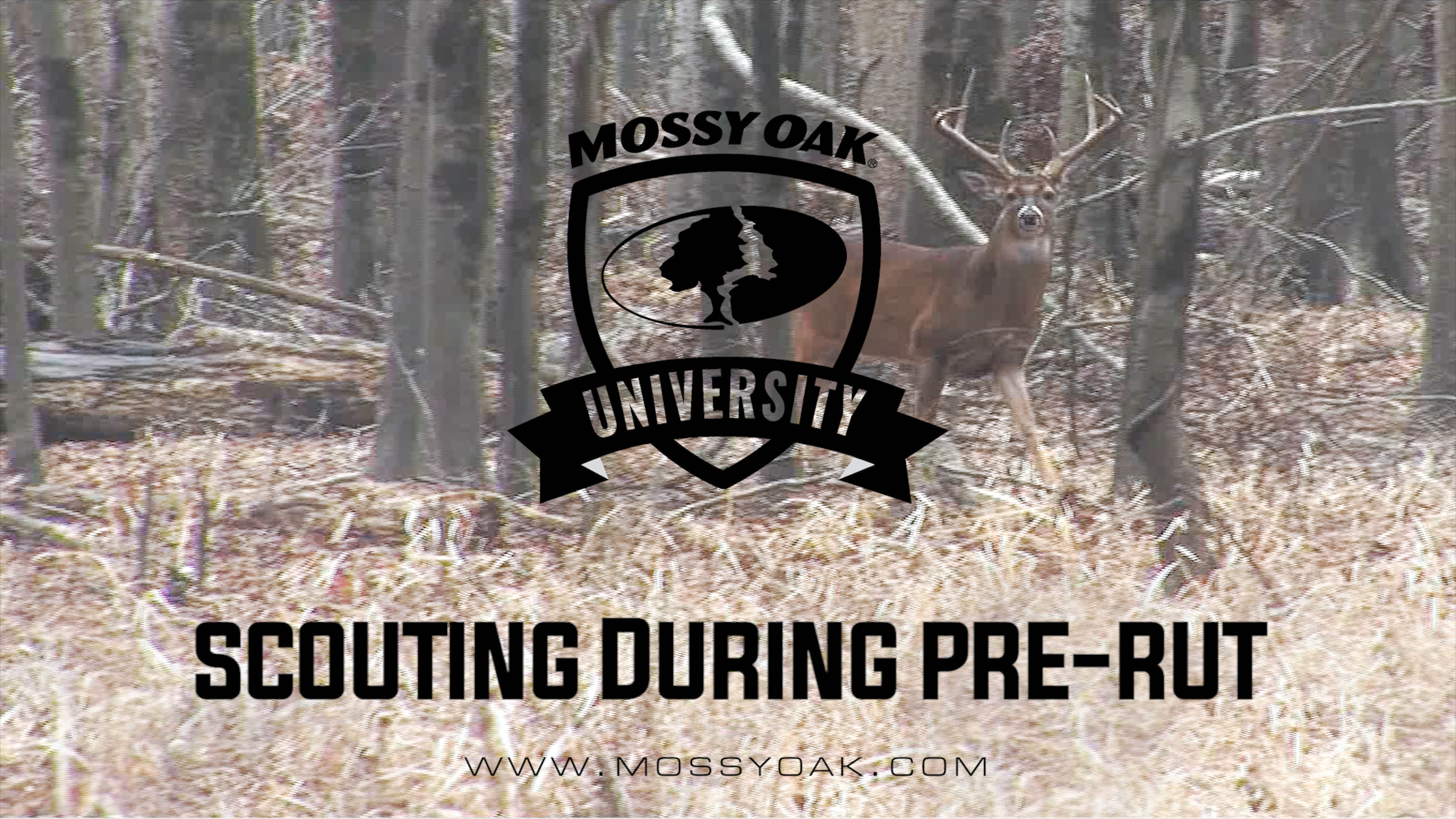 Scouting While Hunting Pre-Rut | Whitetail Hunting Tips