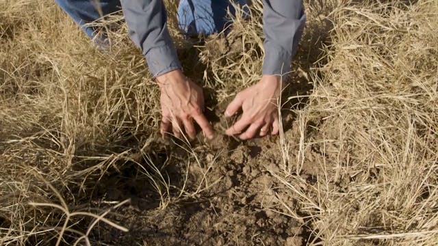 BoarBuster Traps • Controlling Wild H...