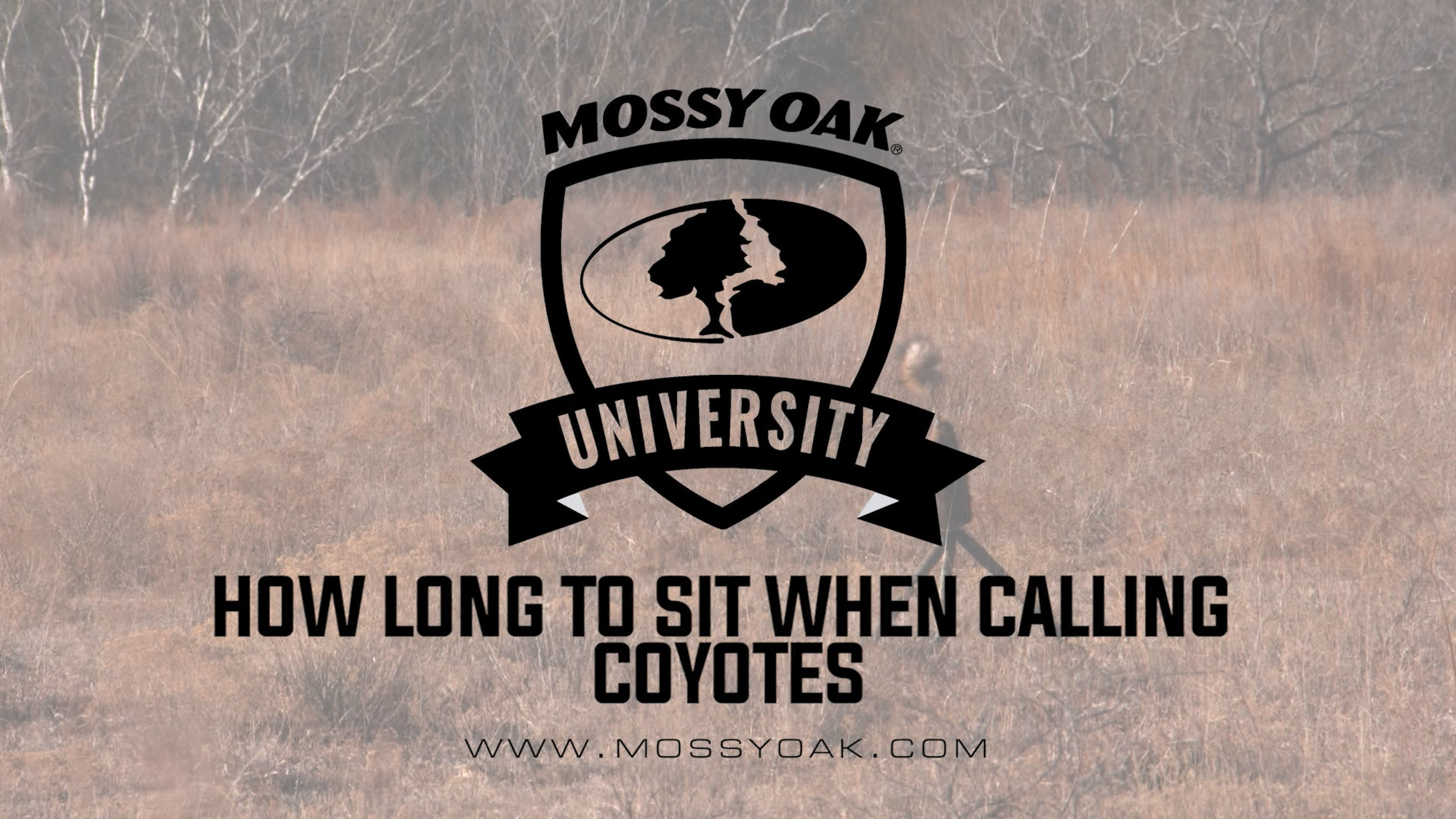 How Long to Sit When Calling Coyotes