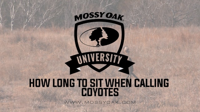 How Long to Sit When Calling Coyotes