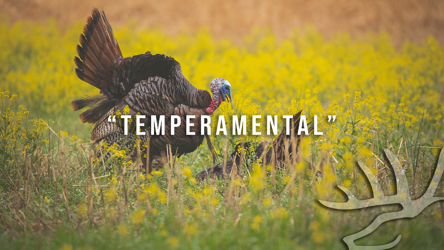 Full Strut • Episode 6 • Tempermental