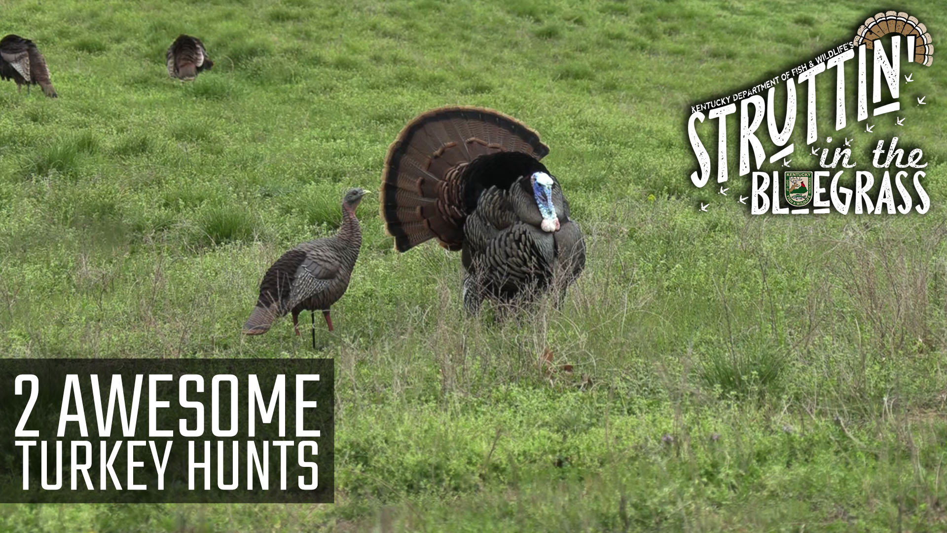 2 Awesome Turkey Hunts • Struttin' in the Bluegrass