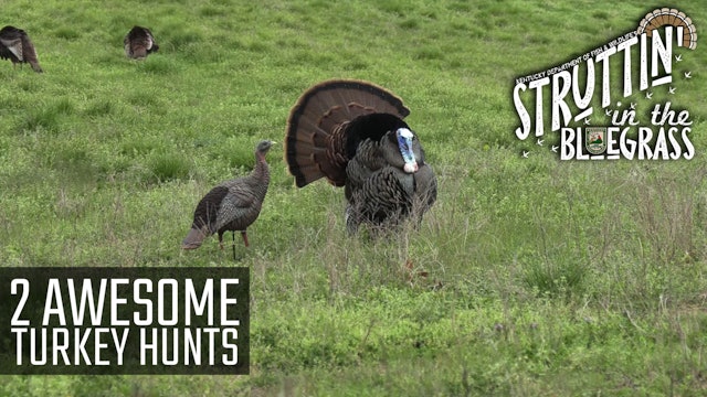  2 Awesome Turkey Hunts • Struttin' in the Bluegrass