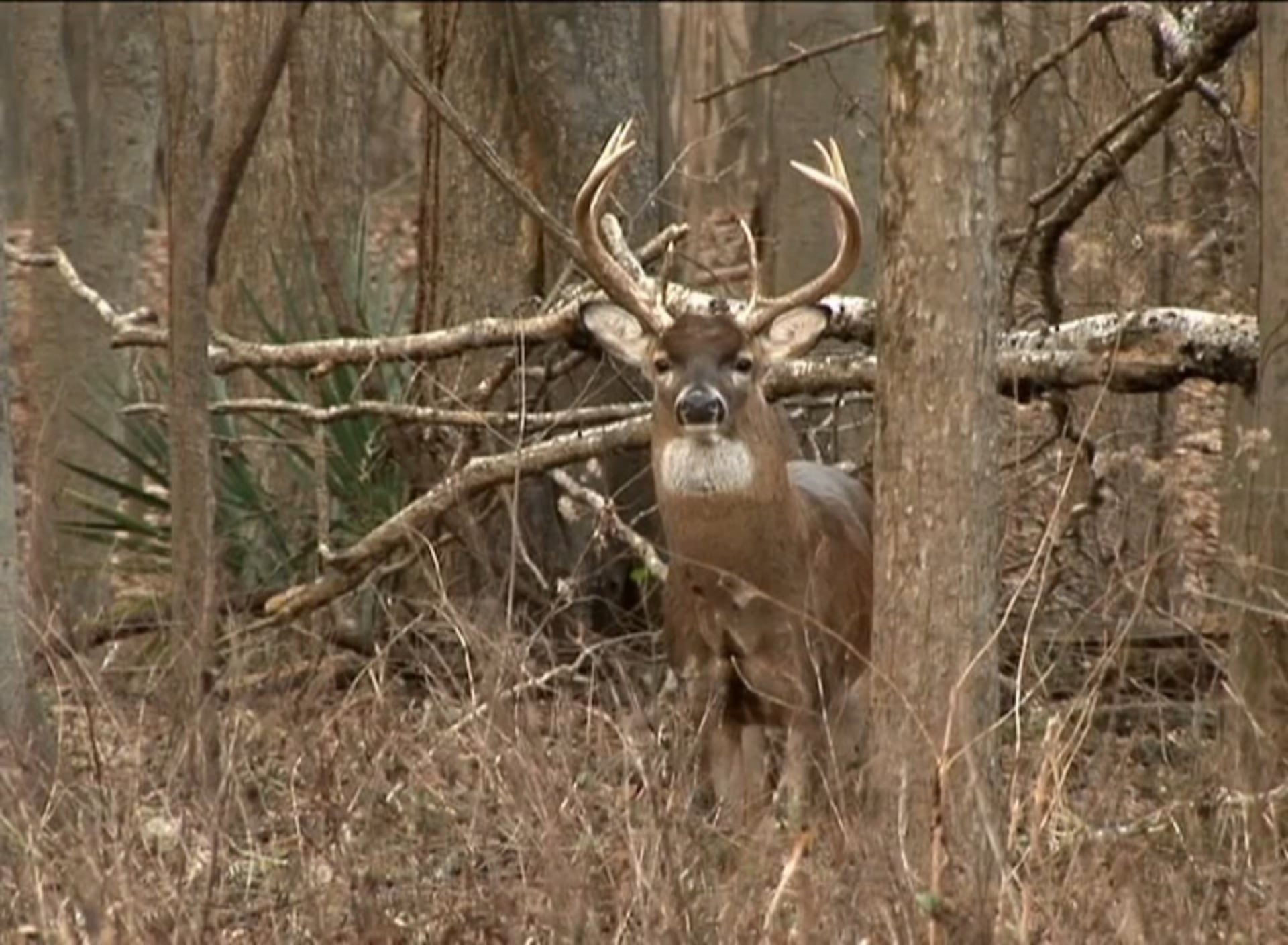 High and Tight • Whitetail Bucks in Mississippi