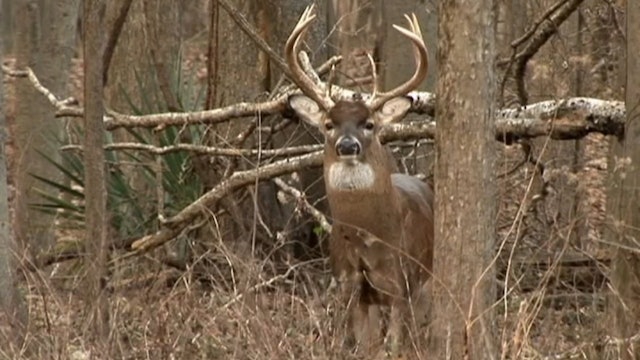 High and Tight • Whitetail Bucks in Mississippi