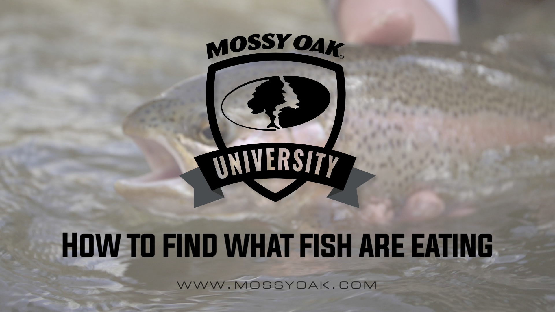 How To Find What Fish Are Eating • Mossy Oak University