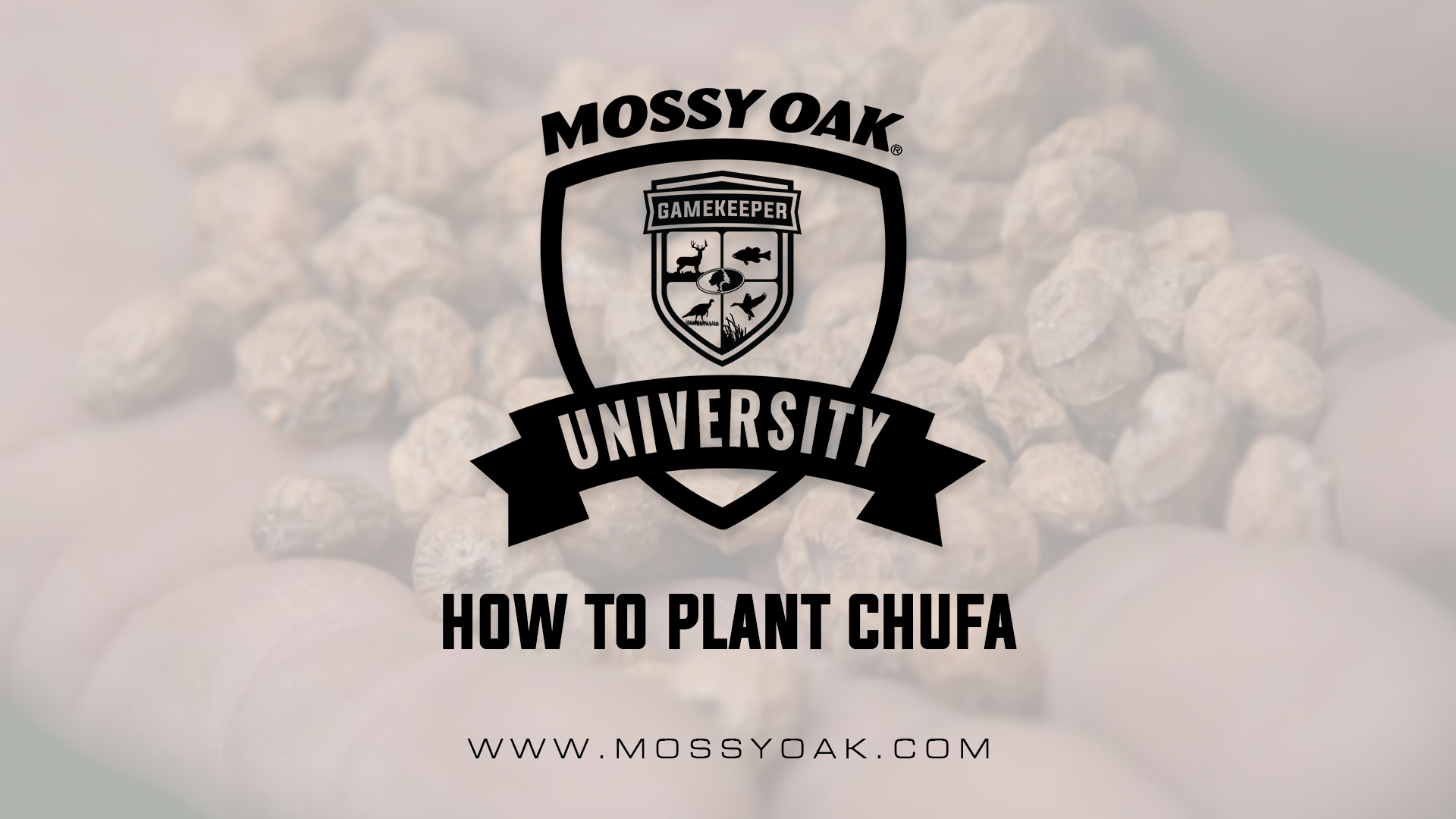 How to Plant Chufa