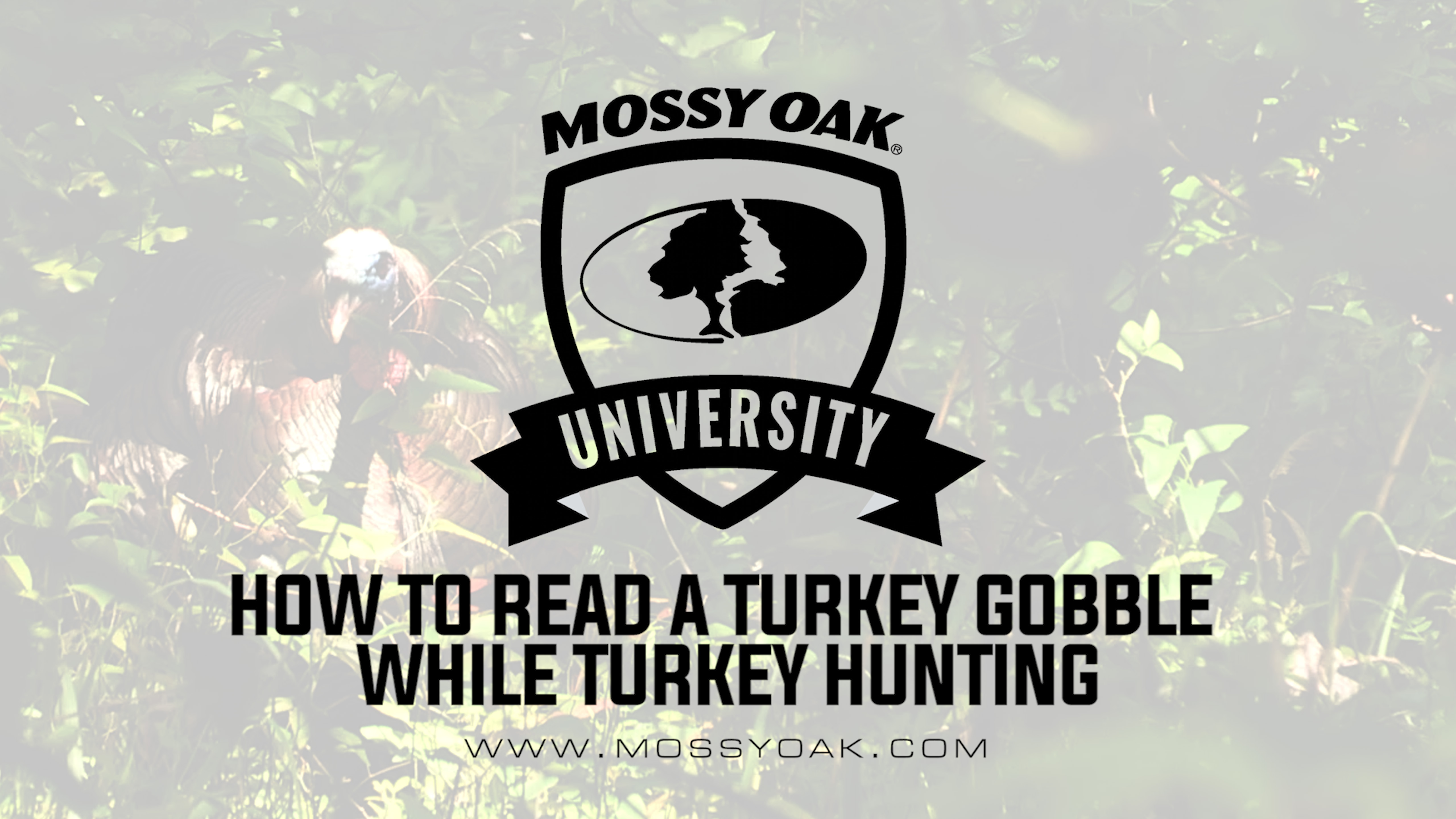 How to Read a Turkeys Gobble