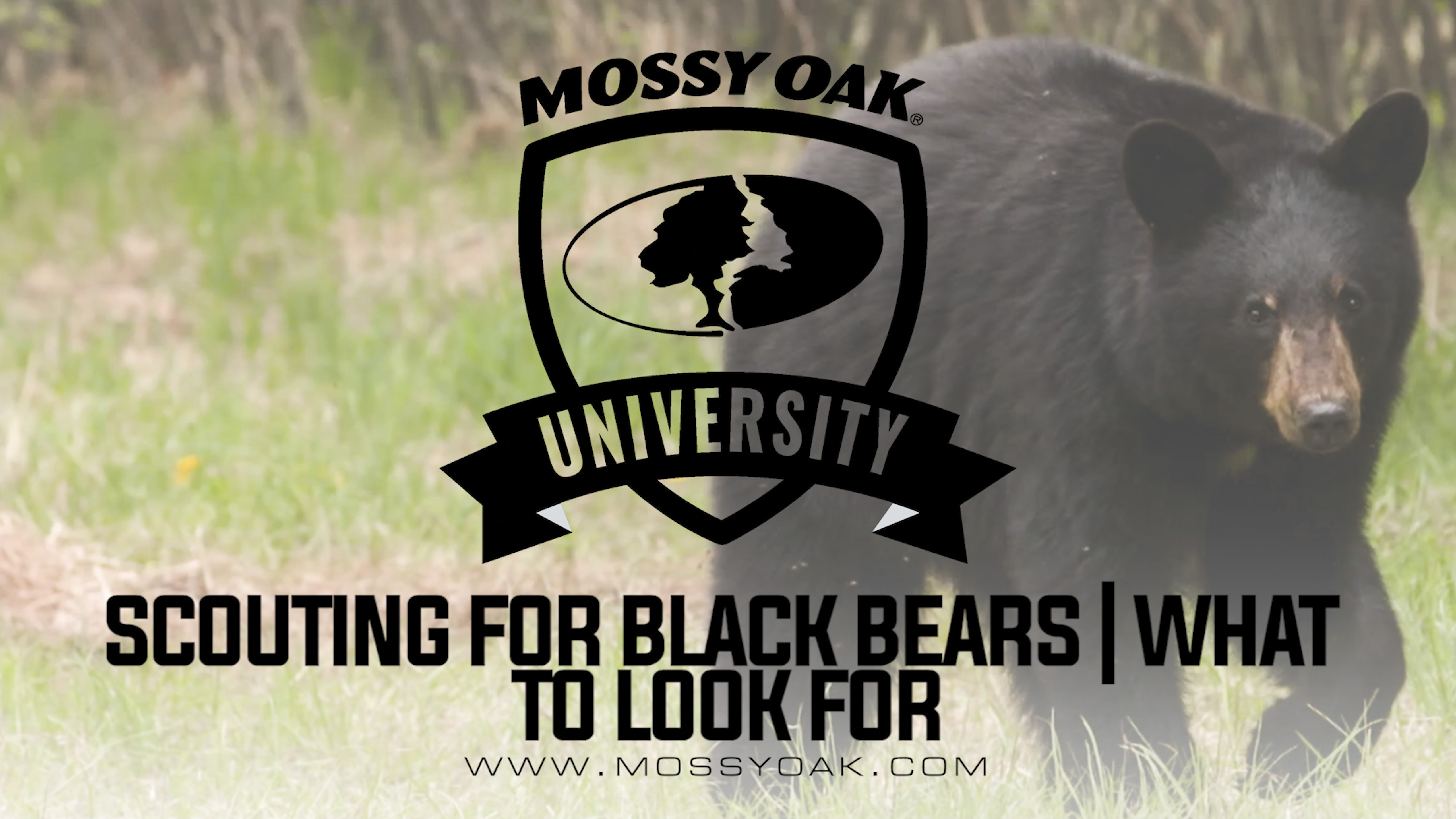 What To Look For When Scouting For Black Bears