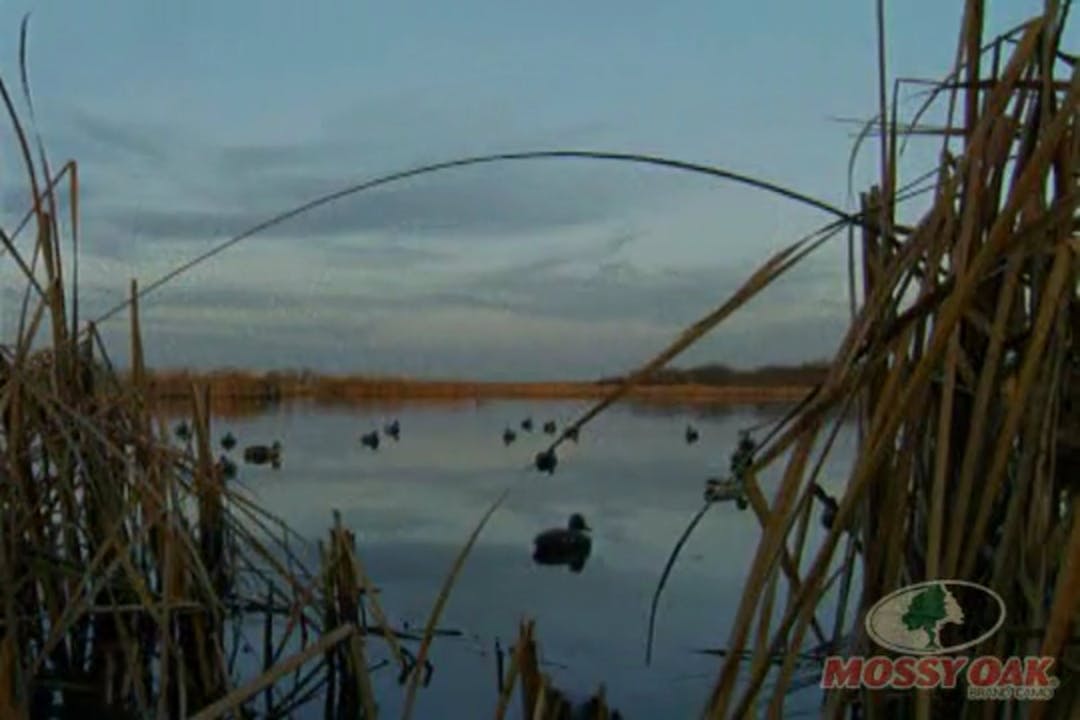 Duck Hunt 6 Mossy Oak GO