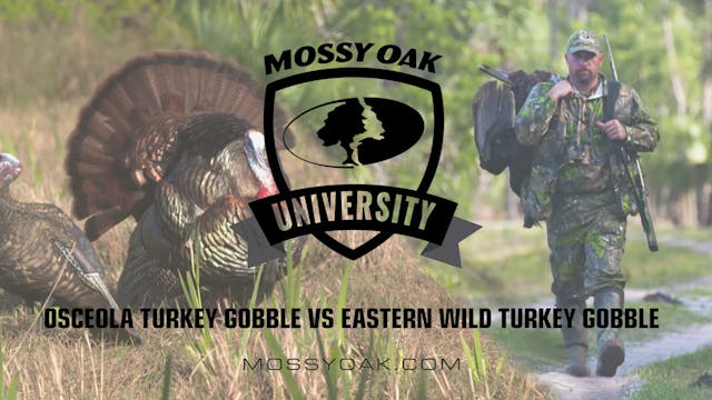 Osceola VS Eastern Turkey Gobble