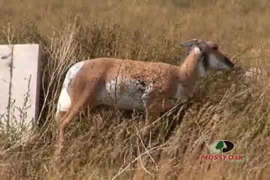 The Right Medicine • Elk and Hunting the Country