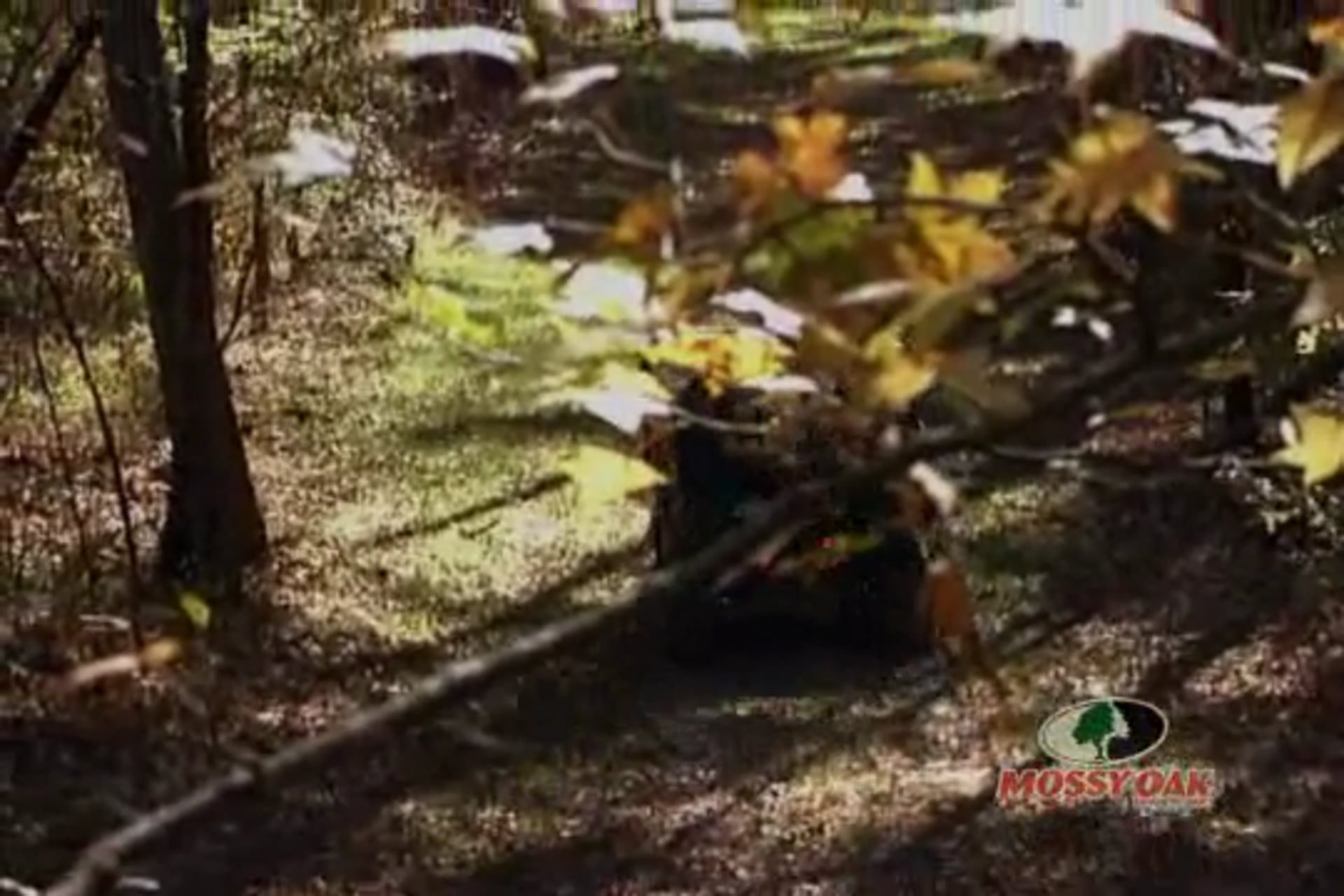 Mississippi Buck Blast • Big Whitetails in the Deep South