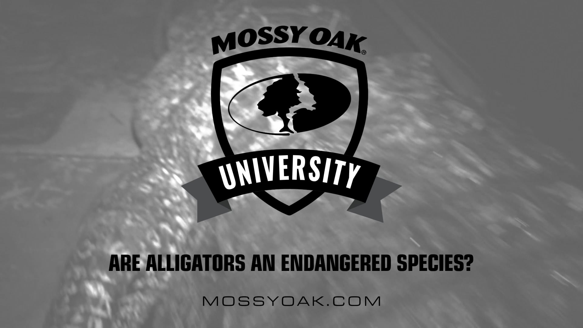 Are Alligators an Endangered Species? • Mossy Oak University