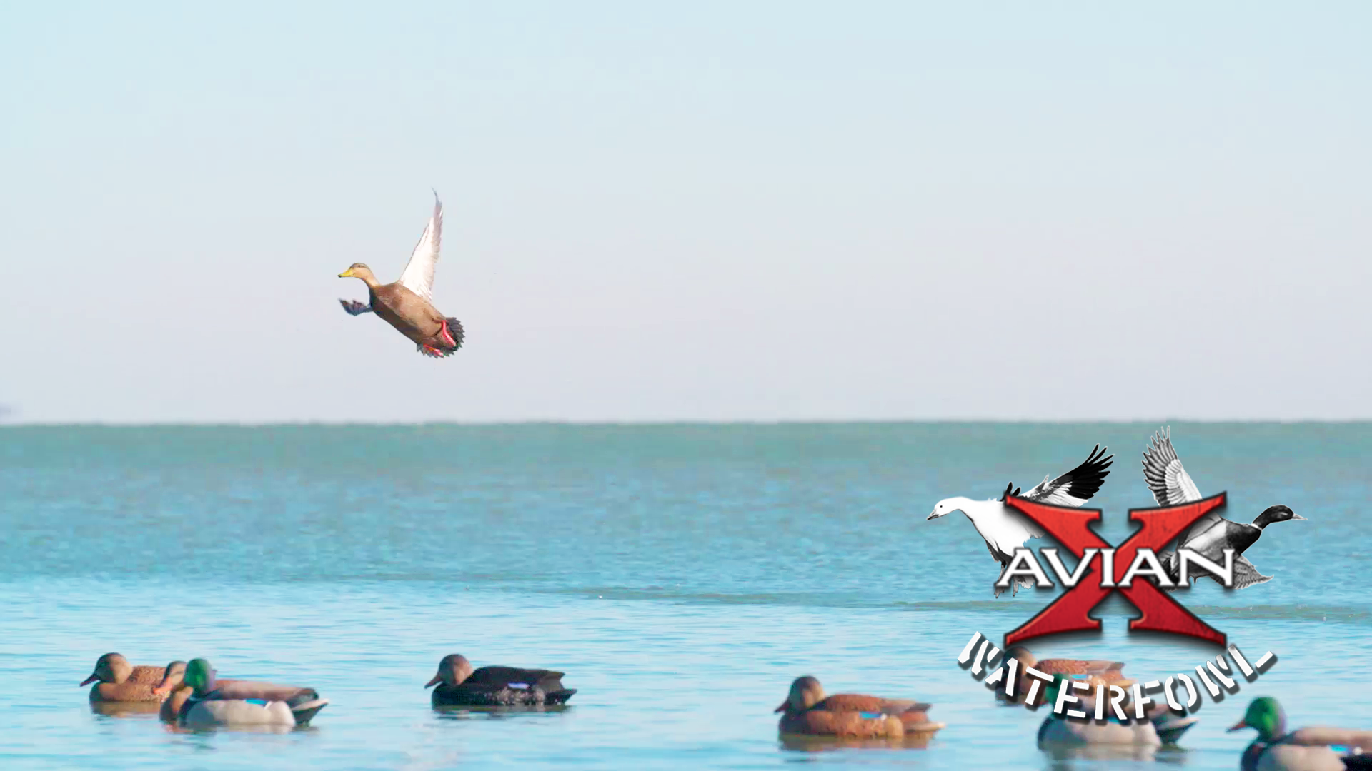 Roots • Avian X Waterfowl