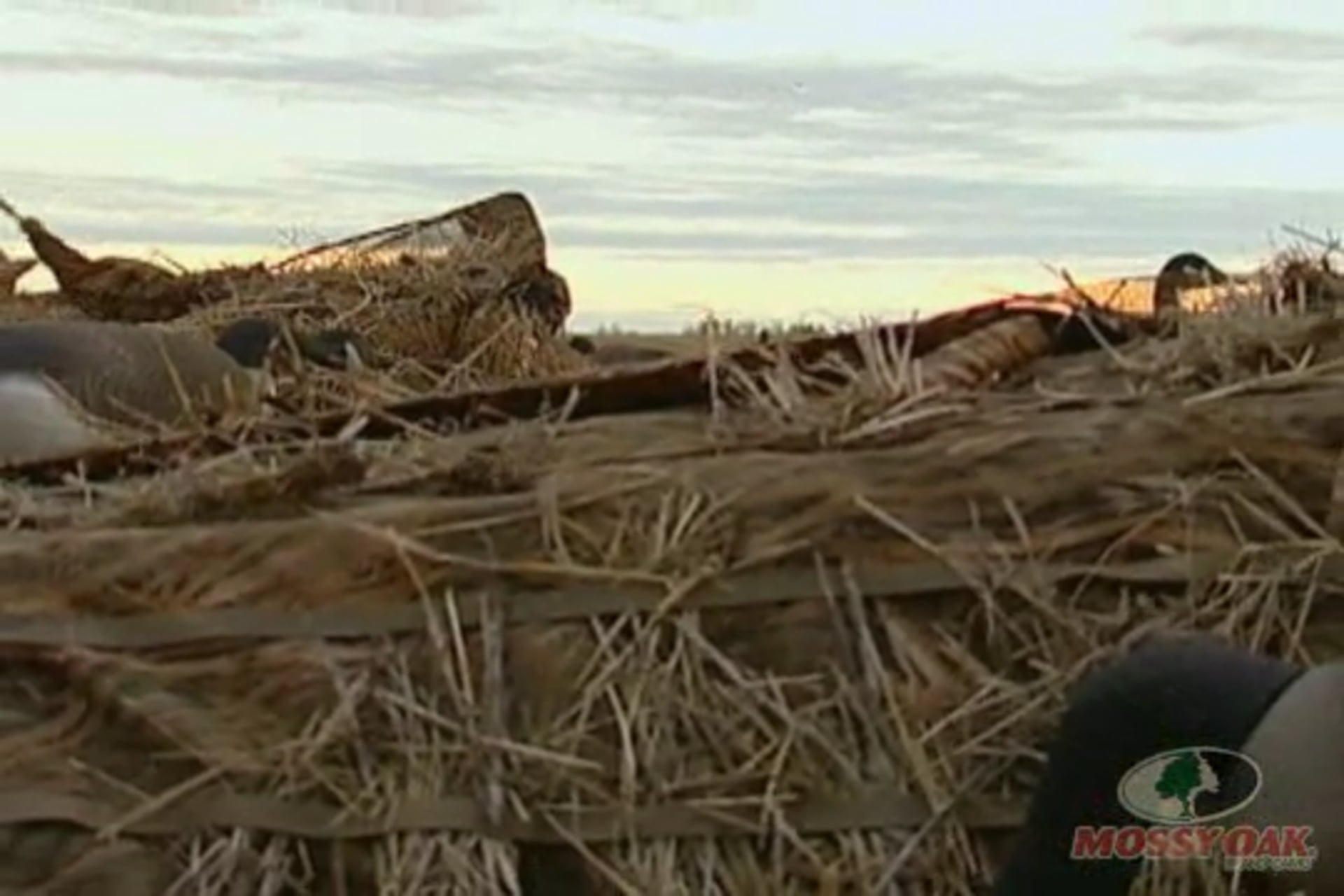 Buck Paradise Goose Hunt 1