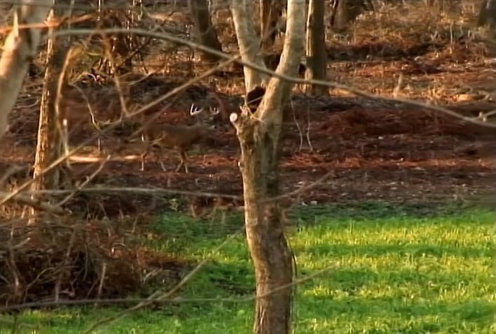 A Great Matchup • Whitetails in Mississippi