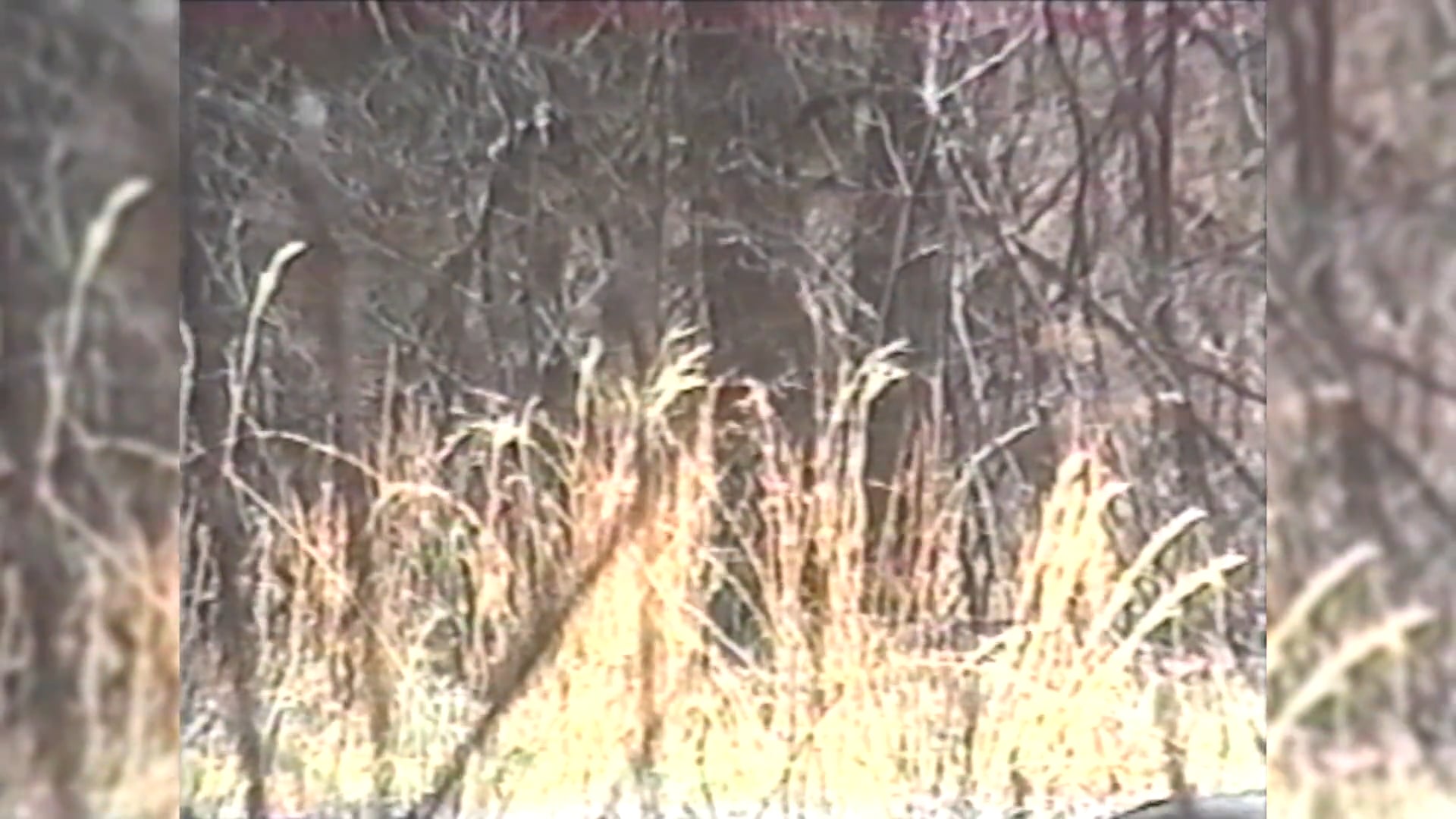 Weekend Warrioring with Steve Coon Dog Coon • 100% Wild Podcast