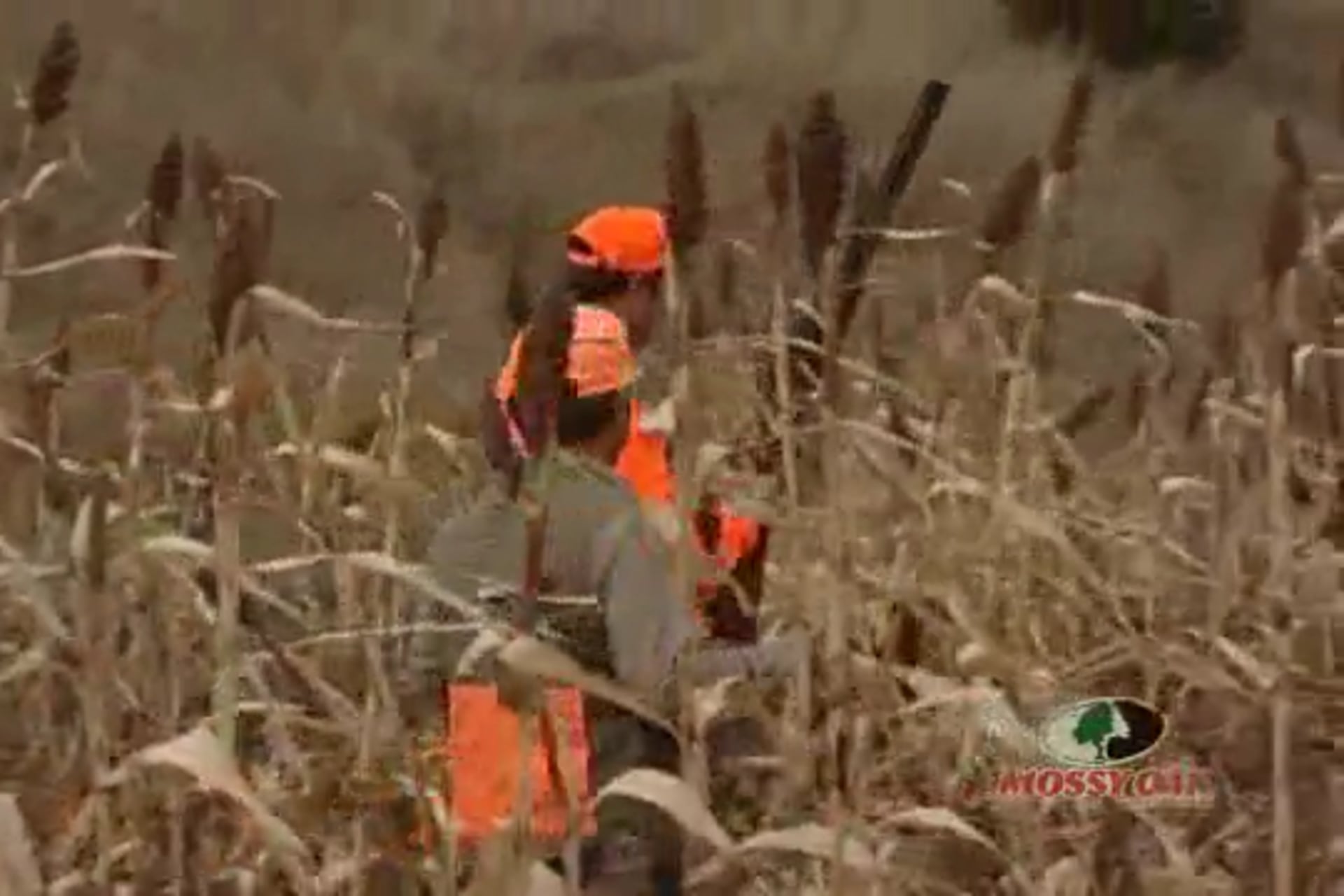 Nebraska Whitetails and Pheasants • Hunting Action on the Great Plains