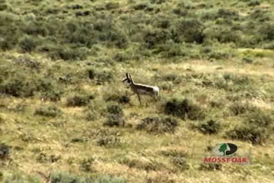 High Plains Pronghorn • Antelope Hunt in Colorado