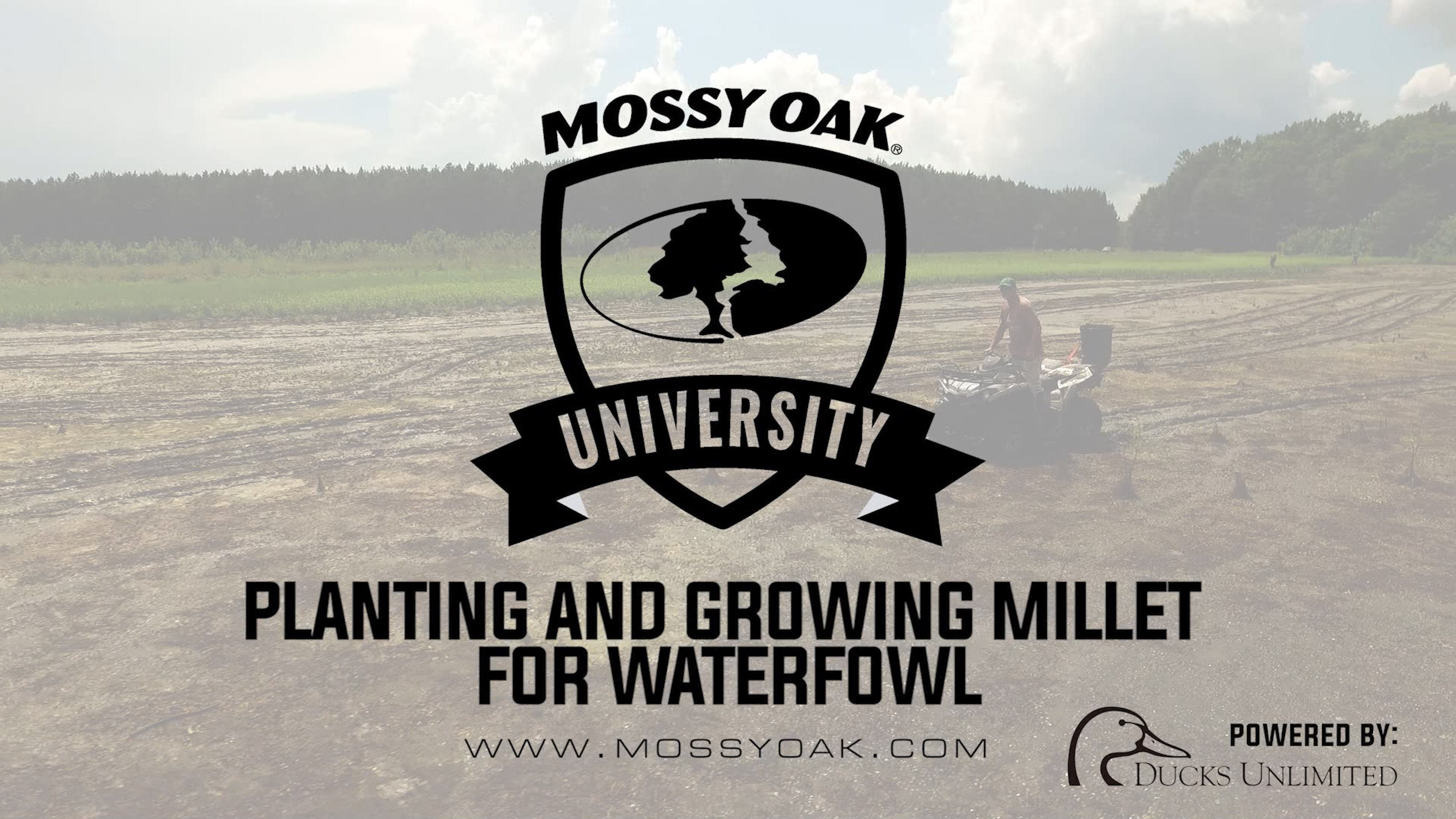 Planting and Growing Millet for Waterfowl