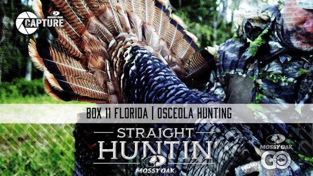 Box 11 Florida • Straight Huntin'
