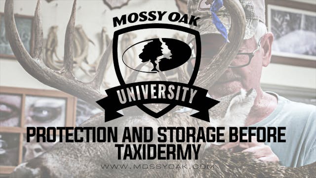 Protection and Storage Before Taxidermy
