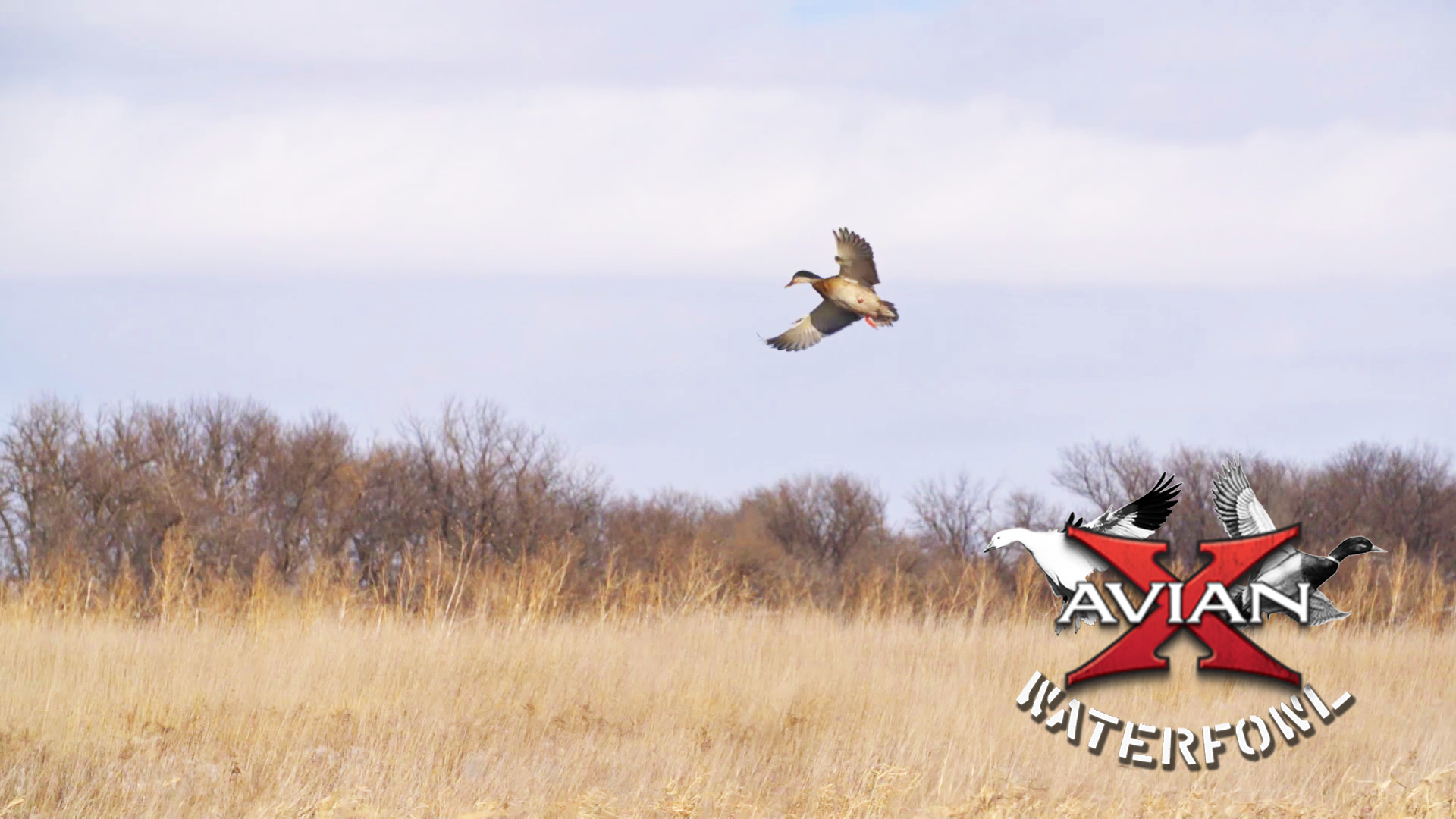 The Hive • Avian X Waterfowl